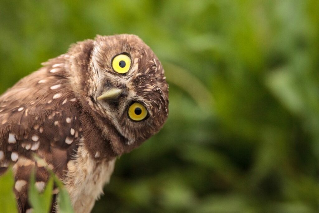 Incredible Owl Facts