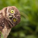 Incredible Owl Facts