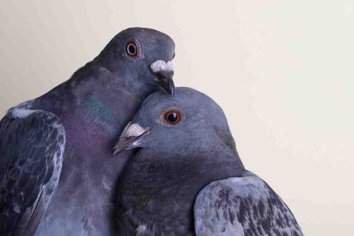 Do Pigeons Mate For Life? The Amazing Facts