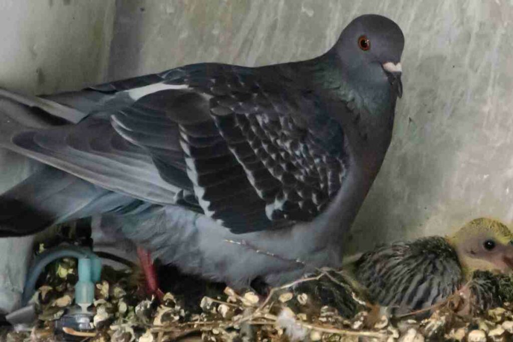 pigeon with chicks