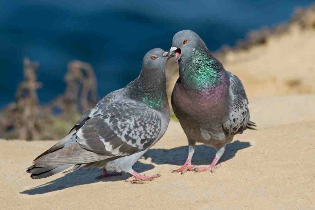 pigeons kissing