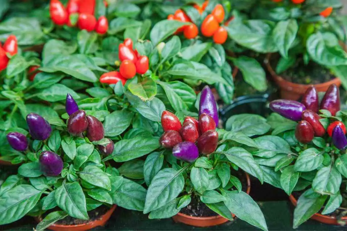 Are Ornamental Peppers Edible?