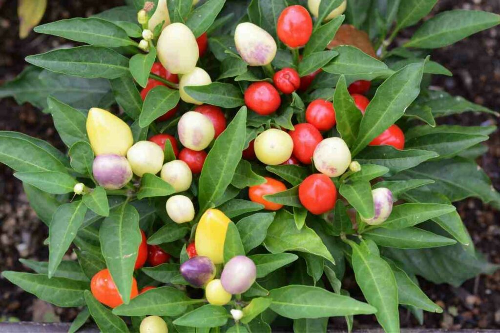 Ornamental Peppers Edible