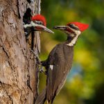 Everything You Need To Know About Woodpeckers In Wisconsin Featured Image