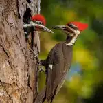 Everything You Need To Know About Woodpeckers In Wisconsin Featured Image