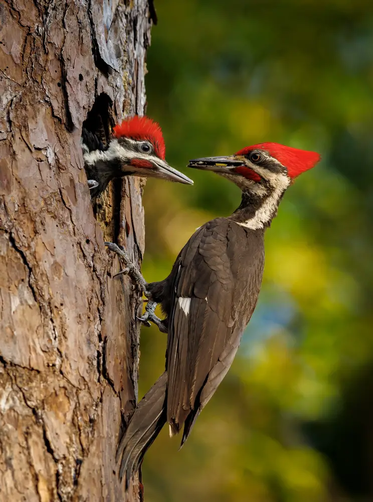 Everything You Need To Know About Woodpeckers In Wisconsin Featured Image