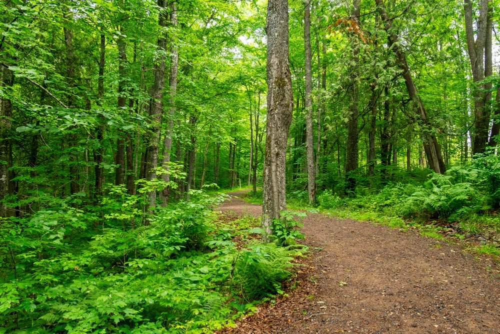 Where To Find Woodpeckers In Wisconsin