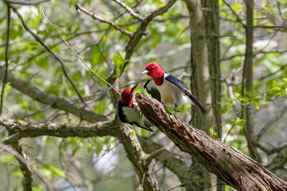 Woodpecker Behavior and Characteristics