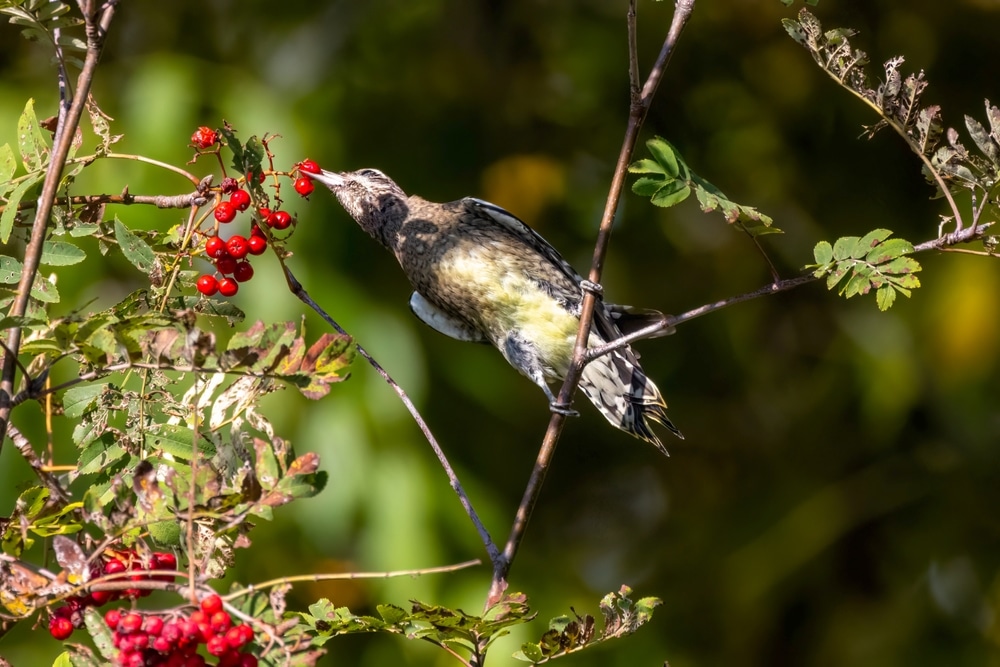 Woodpeckers and Their Role in Ecosystems