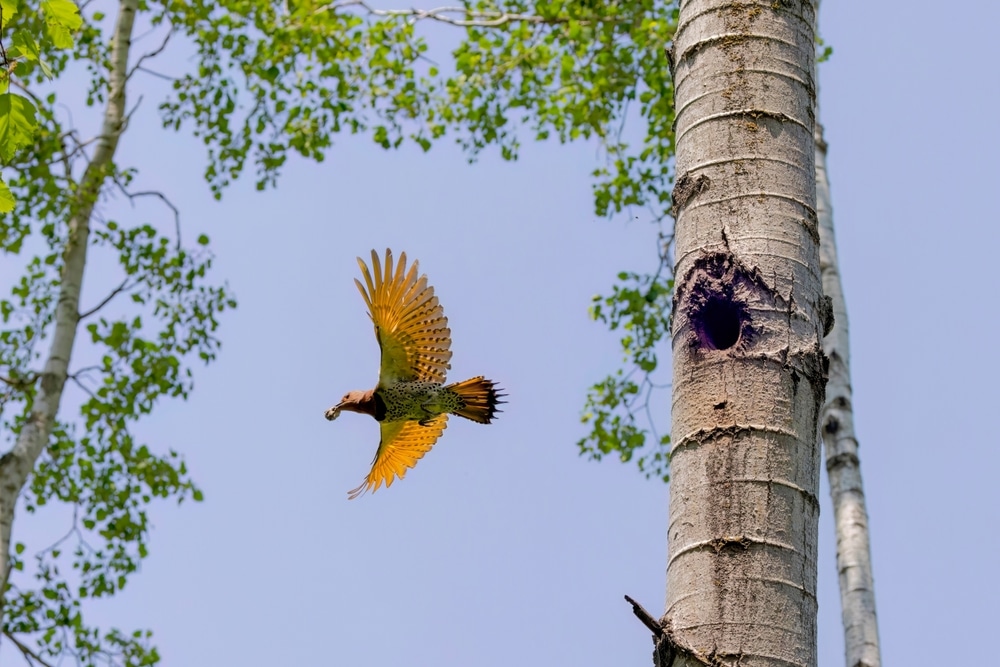 Woodpecker Conservation and Protection