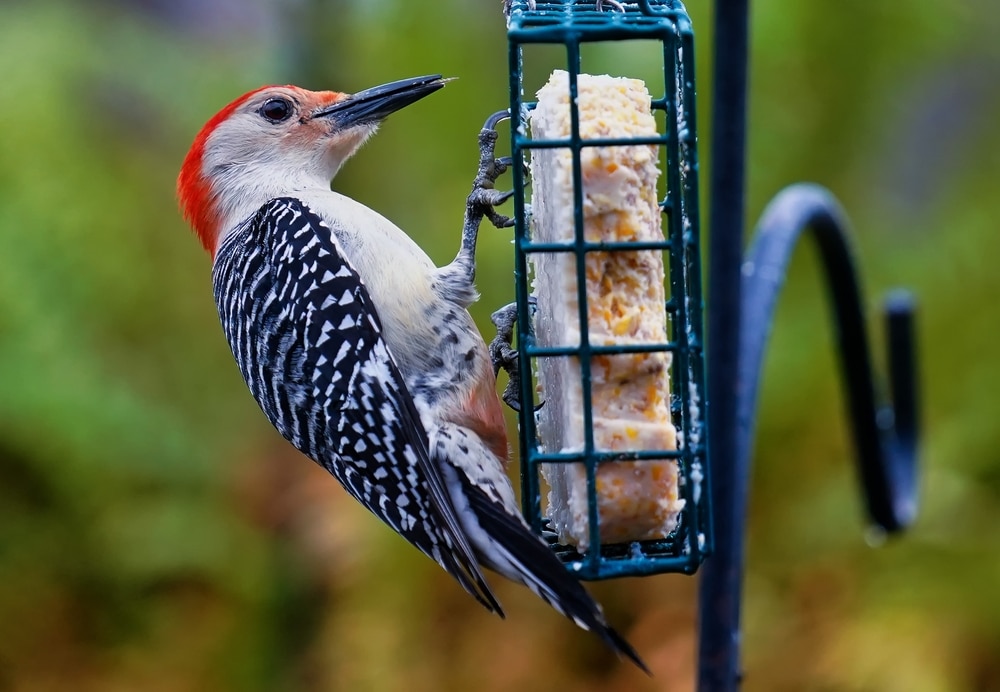 How To Attract Woodpeckers To Your Yard