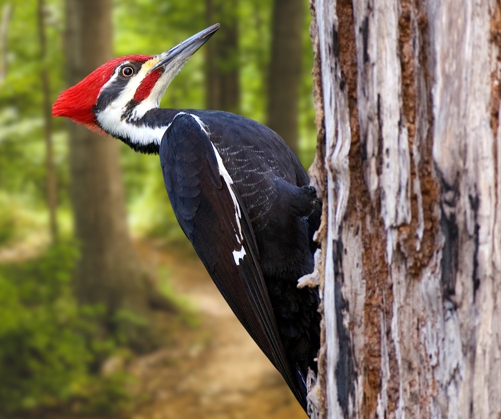 Pileated Woodpecker