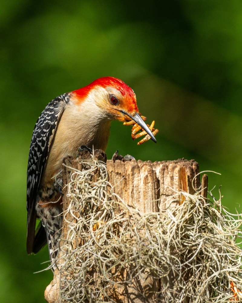 Red-Bellied Woodpeckers