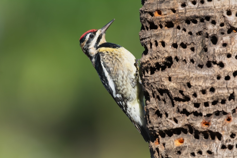 Yellow-bellied Sapsucker