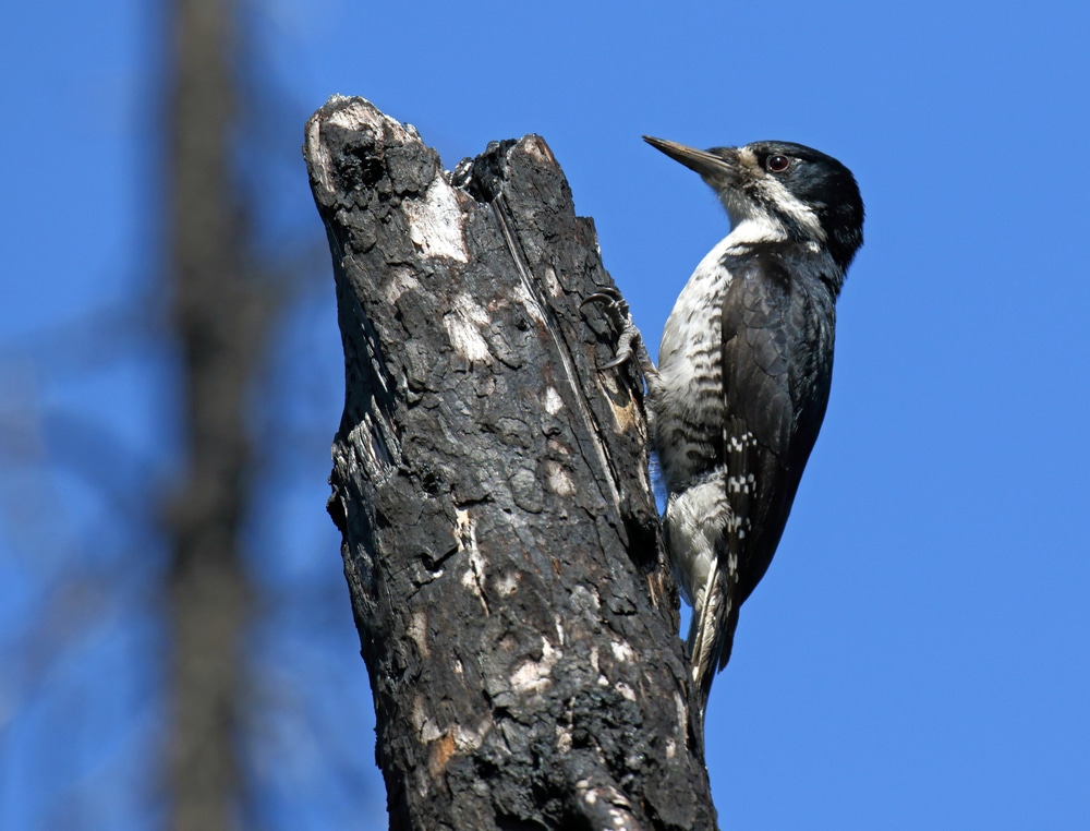 Black-Backed Woodpeckers (rare)