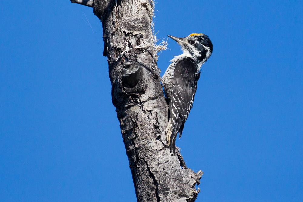 American Three-Toed Woodpeckers (rare)