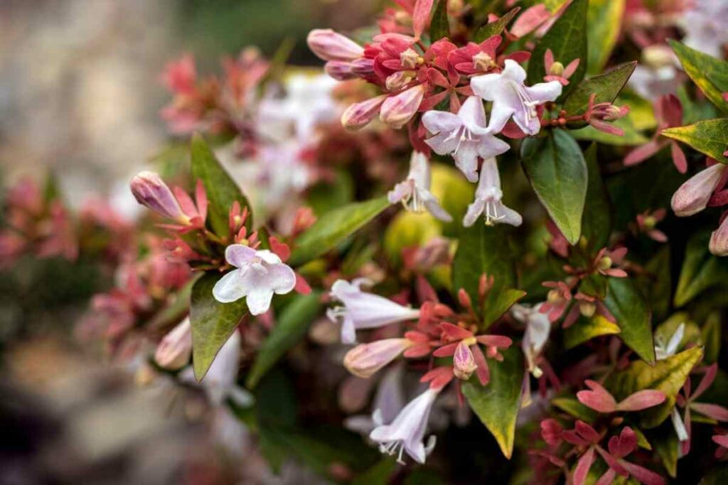 Abelia × Grandiflora Sunshine Daydream