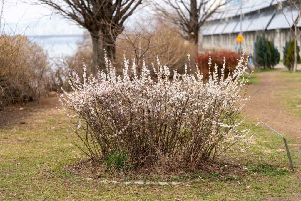 Abeliophyllum Distichum shrub that smell nice