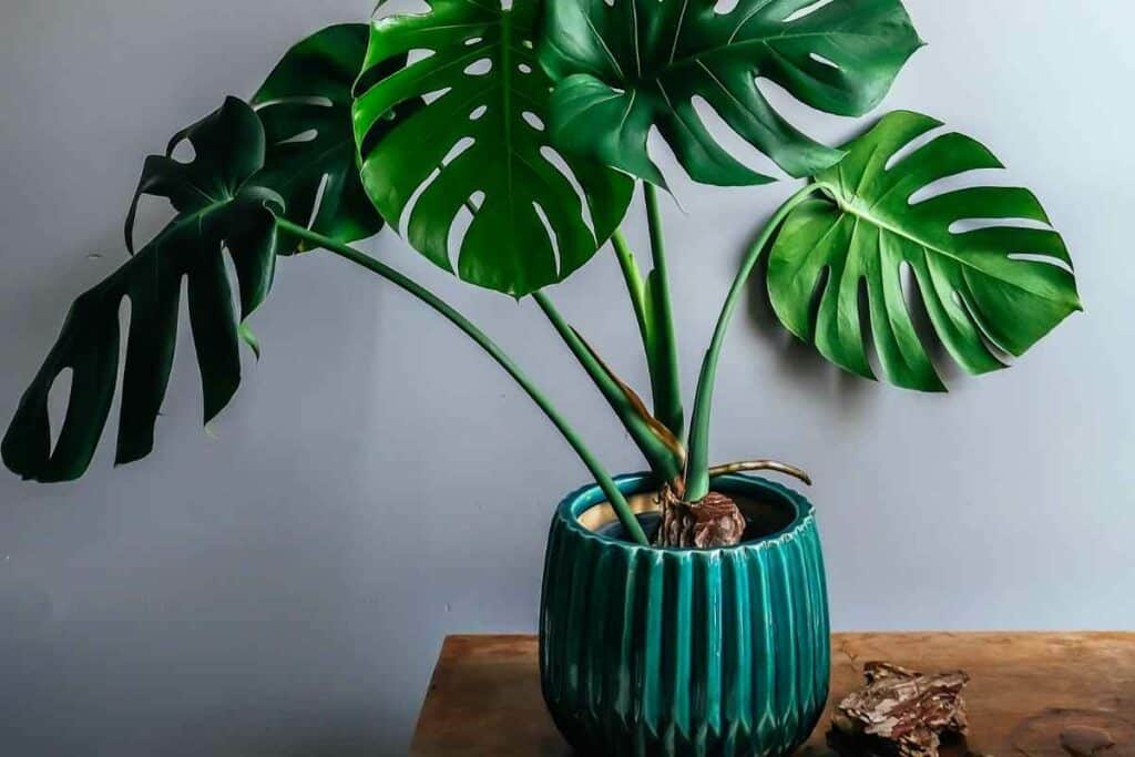 Aerial roots on cheese plant