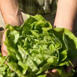 5 reasons your Aerogarden Lettuce Is Bitter