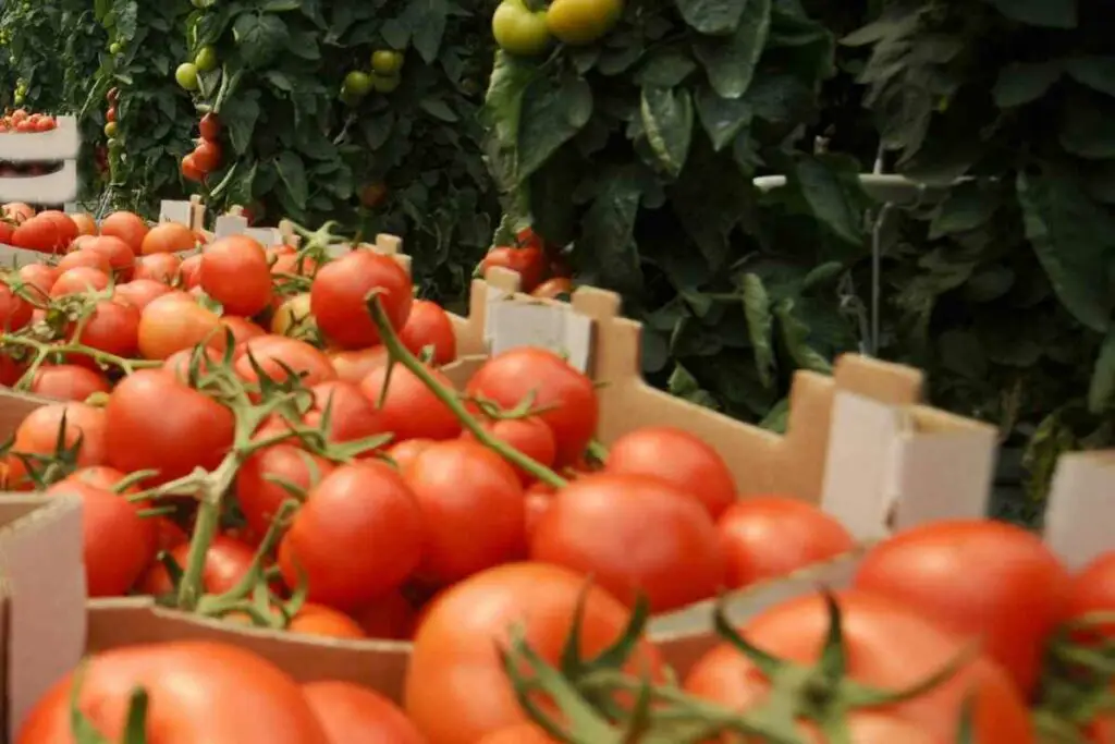 Tips for growing tomato in aerogarden