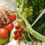 Aerogarden Tomato Tips You Should Know