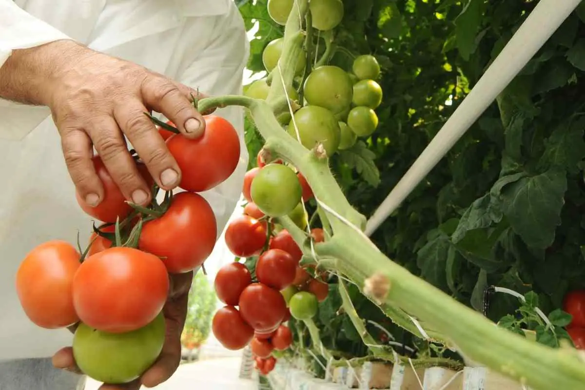 Aerogarden Tomato Tips You Should Know