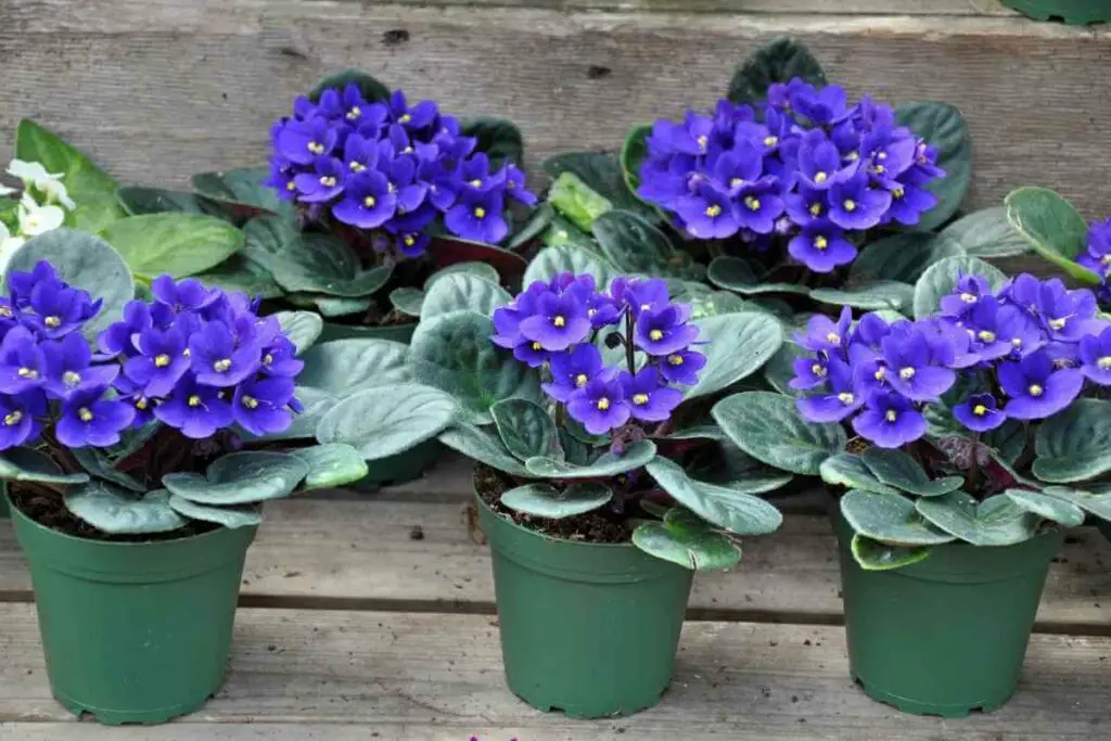 African violet flower for pots