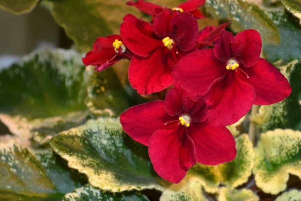 Red African Violets