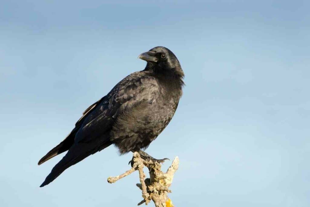 American crow in Ohio