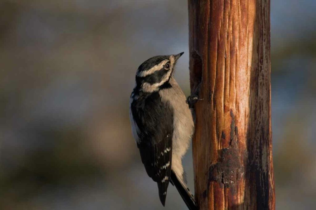 American Three-toed Woodpecker in Wisconsin