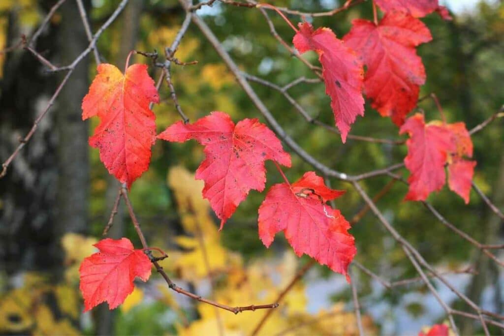 Amur maple trees