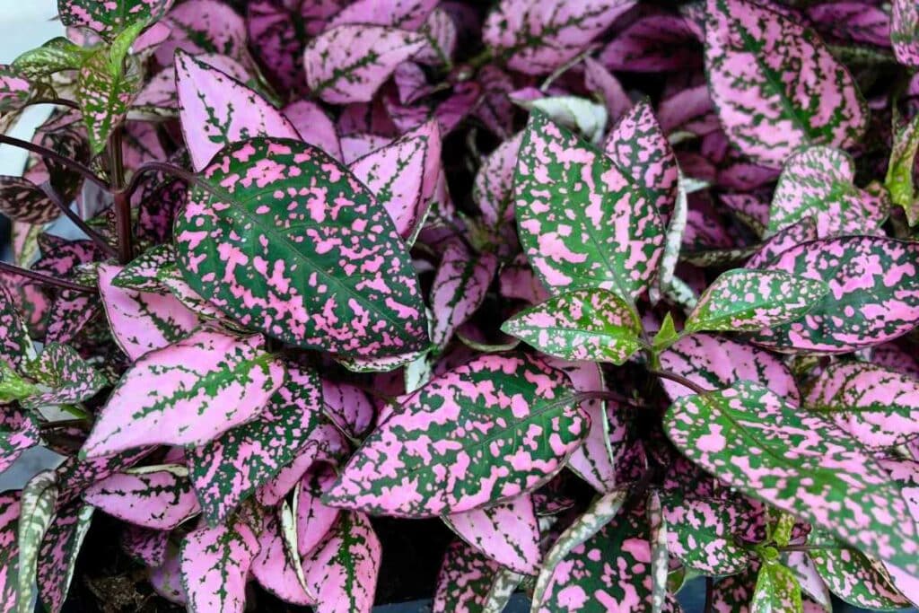 Polka Dot plant and aphids