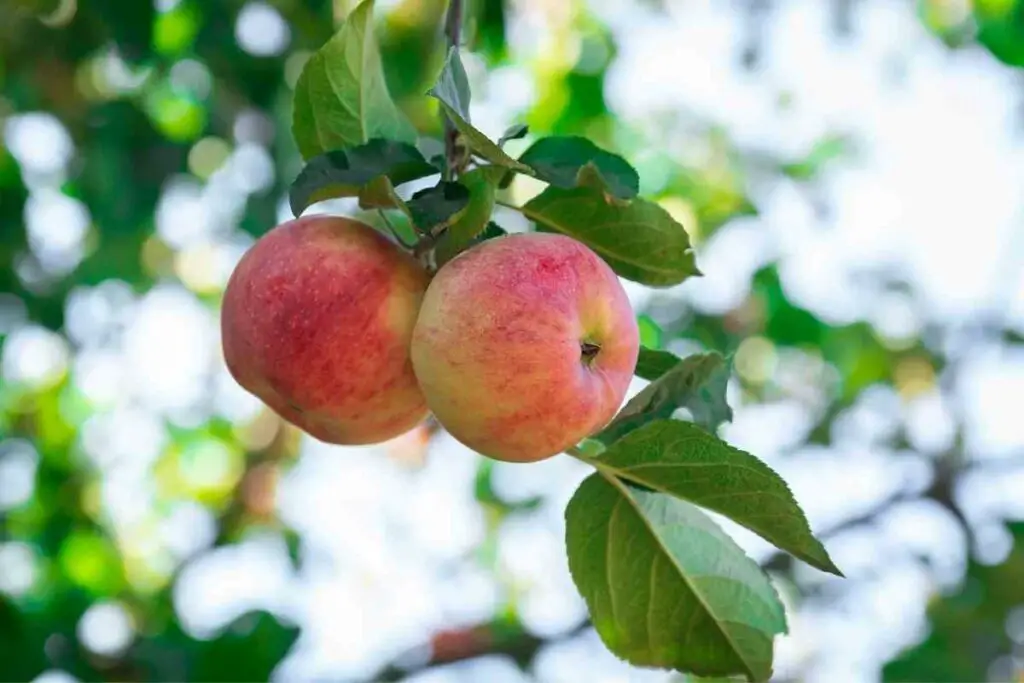 Protecting organic apples from worms
