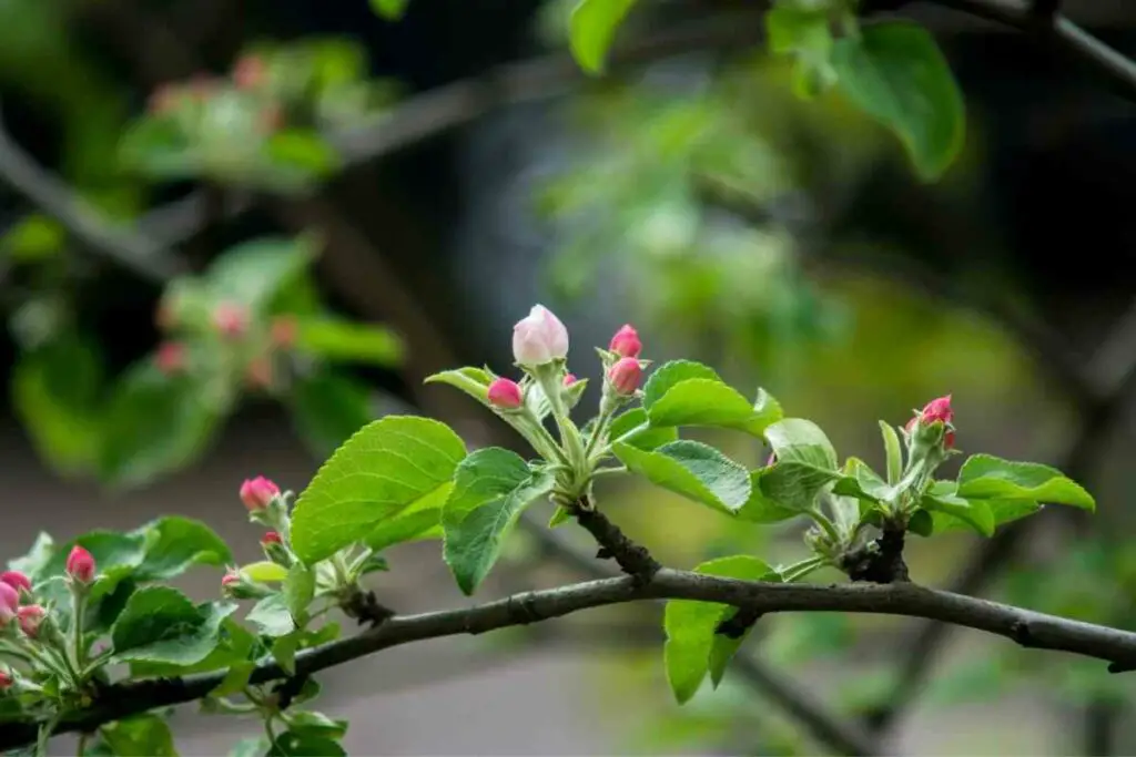 Apple flowering future fruits