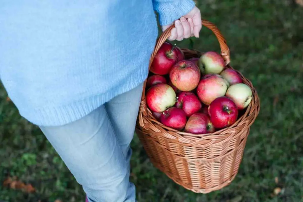 Healthy organic apples in a basket