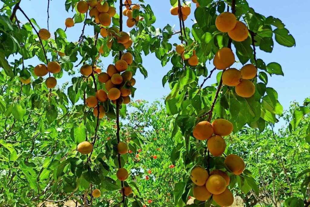 Apricot trees sunny day