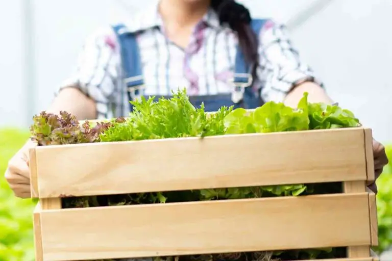 Does aquaponics need sunlight Can You Do Aquaponics Outdoors?