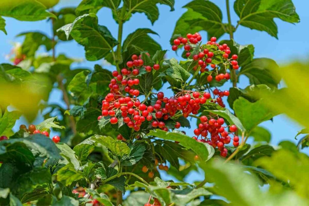 Viburnum tinus ‘Eve Price’ Shrub