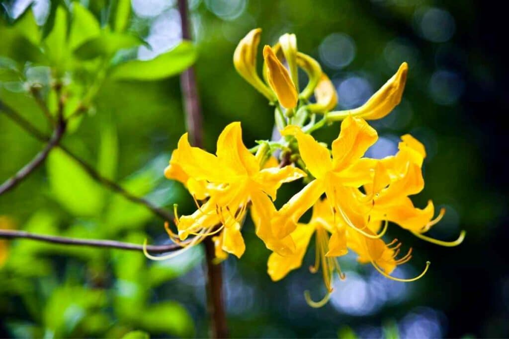 Azaleas  yellow type flower