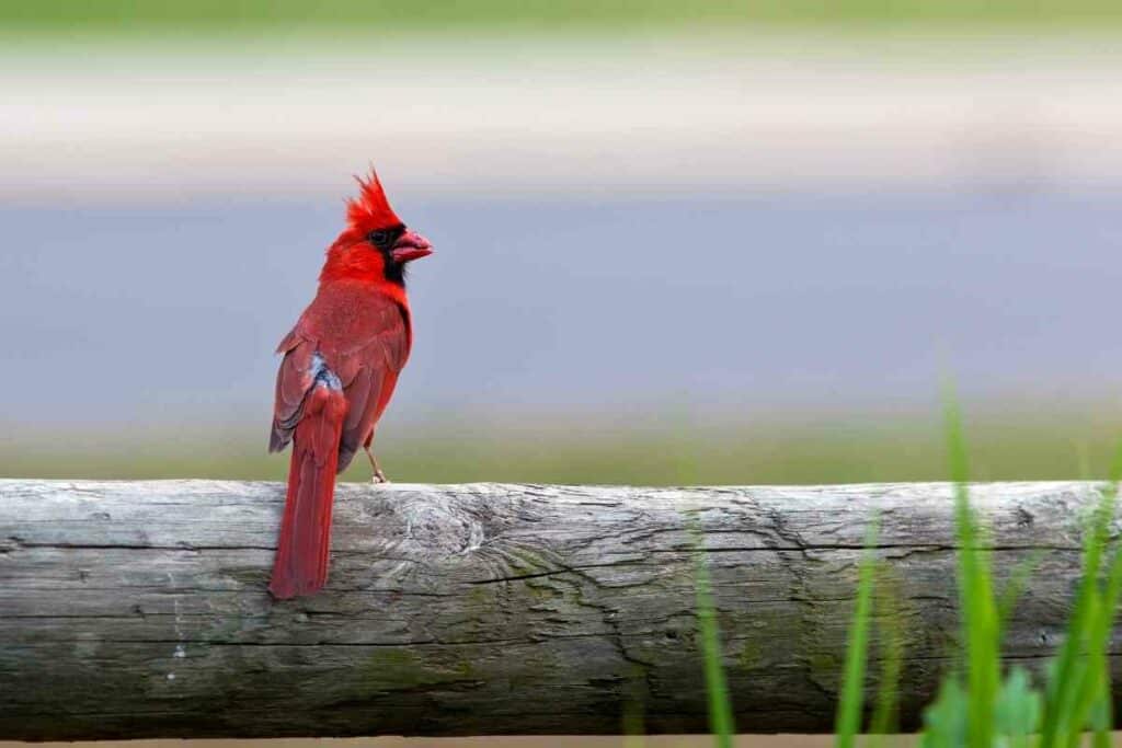 Backyard Birds Of Ohio