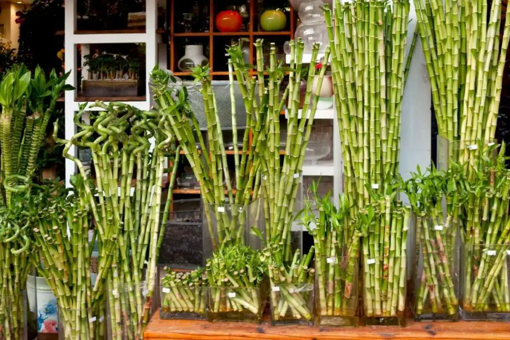 Bamboo plant light requirements