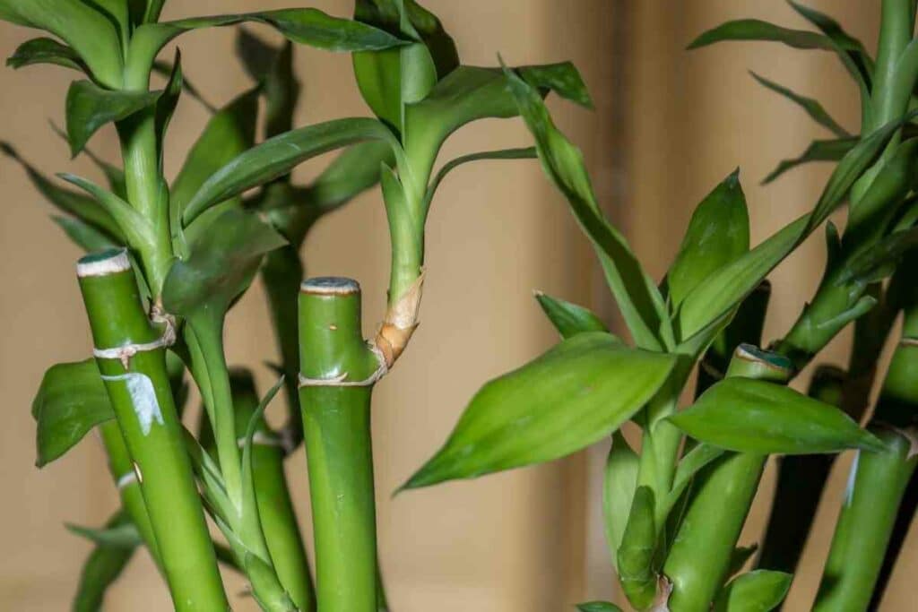 What Is the Best Way to Use Bamboo for Decorative Purposes?