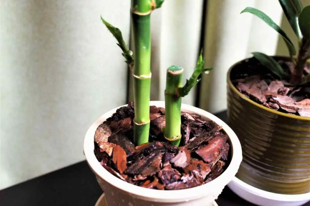 Bamboo soil requirements and tips