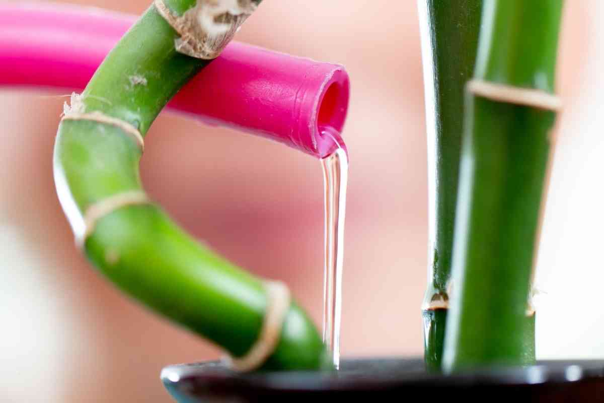 5 Benefits of Bamboo Plants in the Home Explained Gardenia Organic