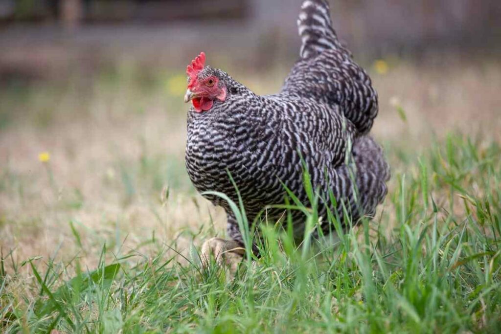 Barred Rock chickens lay pink eggs