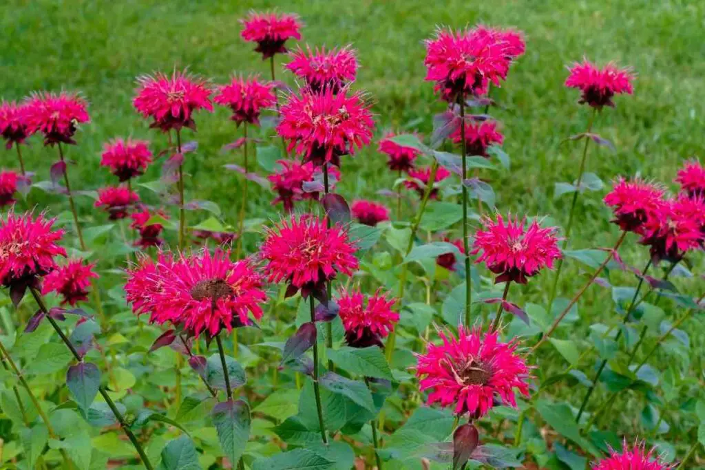 Bee balm flower repel mosquitoes