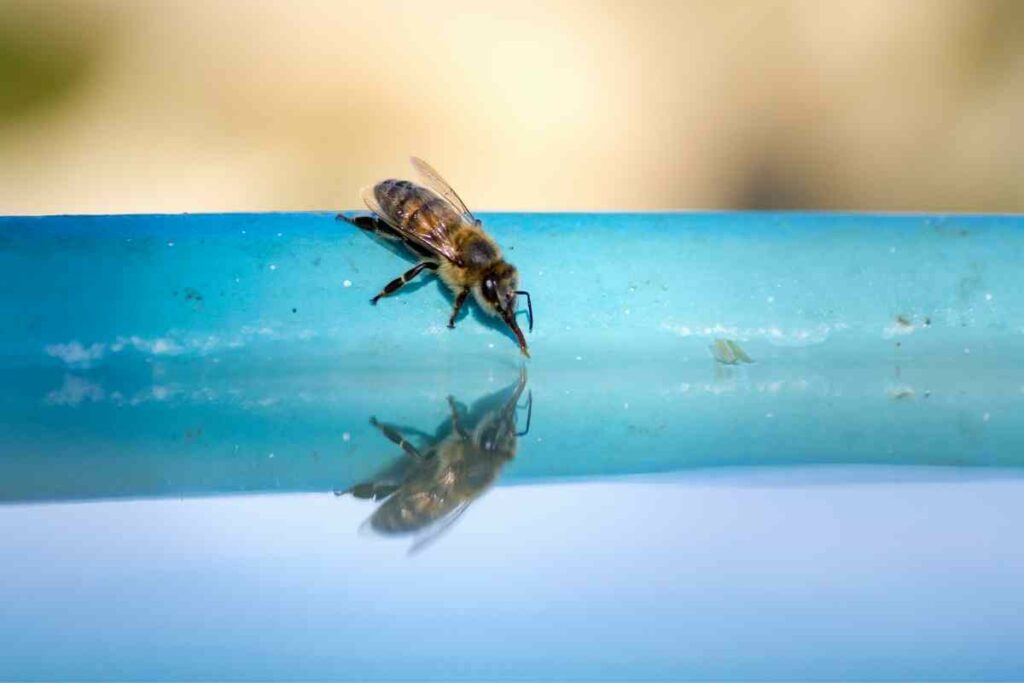 Alone bee drinking water