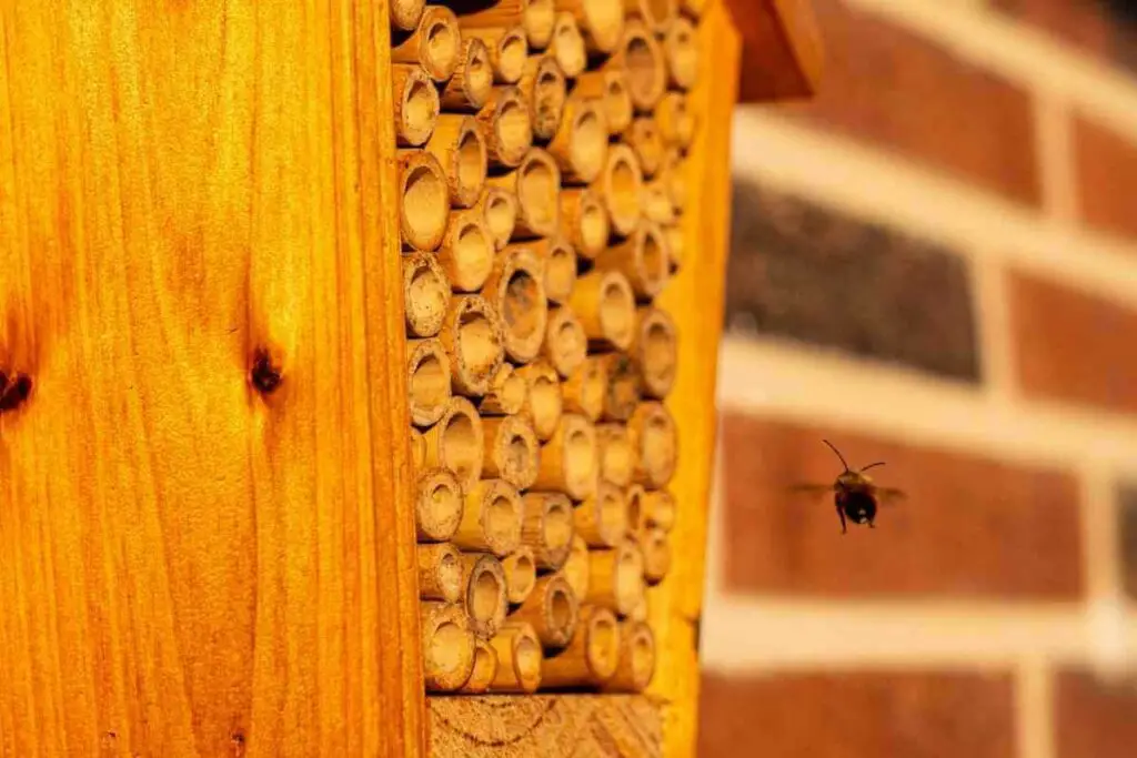 Bee hotel materials and tips