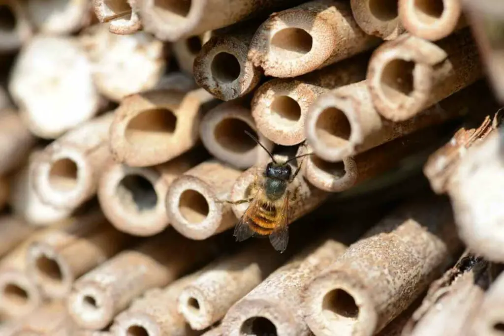 Are Bee Hotels Effective?